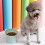3Pcs Plastic Raised Cat Bowl Tilted 15 Degrees Elevated Cat Food and W 6