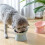 3Pcs Plastic Raised Cat Bowl Tilted 15 Degrees Elevated Cat Food and W 5