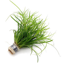 K2AQUA Juncus Repens Live Aquarium Plant for Freshwater Tropical Tank