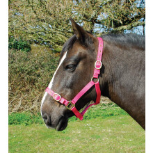 Rhinegold Nylon Headcollar - Cob - Raspberry