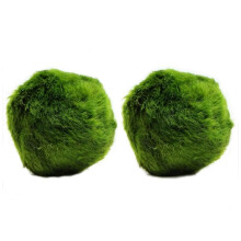 k2aqua 2 Large Marimo Moss Balls, Always Fresh Live Aquarium Plant, Cl