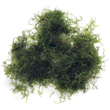 K2AQUA 20 Grams Java Moss (Taxiphyllum Barbieri) Live Aquarium Plant f