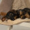 Scruffs Scruffs Dog/Pet Snuggle Blanket - Caramel Brown 3