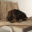 Scruffs Scruffs Dog/Pet Snuggle Blanket - Caramel Brown 2