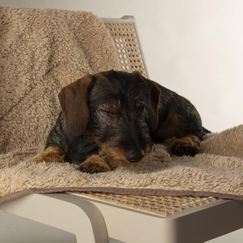 Scruffs Scruffs Dog/Pet Snuggle Blanket - Caramel Brown 1