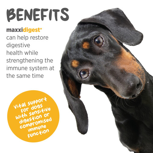 maxxipaws maxxidigest+ Probiotic, Digestive & Immune Supplement for Do 1