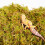 Begeterday 100g Leopard Gecko Moss, Provides Localized Higher Humidity 3
