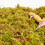 Begeterday 100g Leopard Gecko Moss, Provides Localized Higher Humidity 5