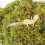 Begeterday 100g Leopard Gecko Moss, Provides Localized Higher Humidity 2