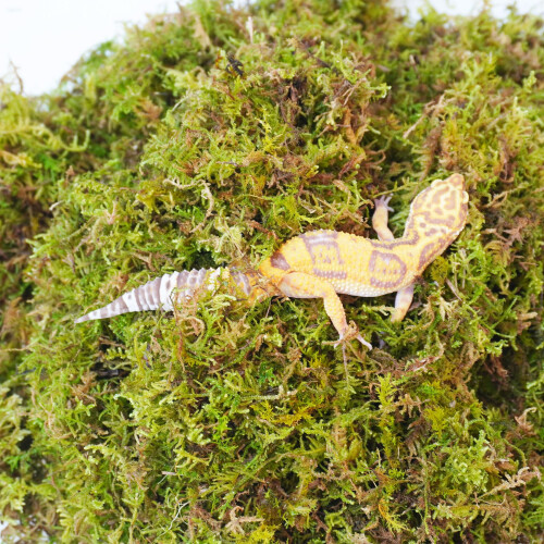 Begeterday 100g Leopard Gecko Moss, Provides Localized Higher Humidity 1