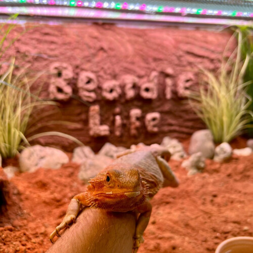 ProRep Beardie Life Substrate 10L | Beardie Life Substrate | Mixed Des 1