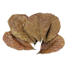 Pack of 10 Catappa Indian Almond Leaves Ketapang Leaf Shrimp Betta Fish Aquarium Care Lower pH Value for Aquarium Aquarium Use