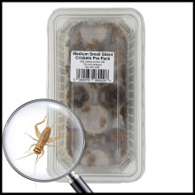 Livefoods4u Medium Small House Brown Crickets Live Food (6-8mm) - Live