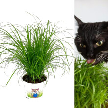 Carbeth Plants Cat Grass Cyperus ‘Zumula' in 13cm Pots - Safe Non Toxi