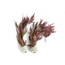 PondPlantsUK 2 x Live Plants for aquascaping, mosses, Fern, Tropical A