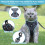 Cat Harness and Lead Set, Adjustable Kitten Harness and Lead Set with 3