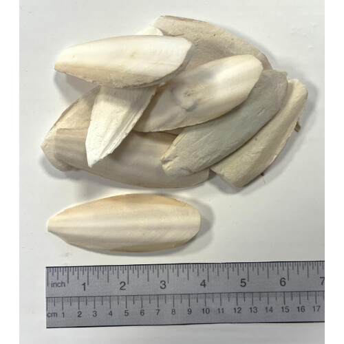 50g Premium Quality Small Cuttlefish Bone Suitable for Cage Birds, Rep 1