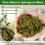 OFFCUP Natural Moss, 150g Dried Forest Moss for Maintain Humidity, Ter 6