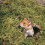 Niteangel 5L Forest Moss Soft Natural Moss Bedding Nesting for Dwarf S 3