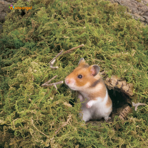 Niteangel 5L Forest Moss Soft Natural Moss Bedding Nesting for Dwarf S 2