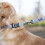 Hyhug Pets Design Solid Color Heavy Duty Classic Basic Nylon Collar, U 5