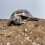 Reptalis Tortoise Bedding | Natural Substrate for Hermanns, Horsfields 2