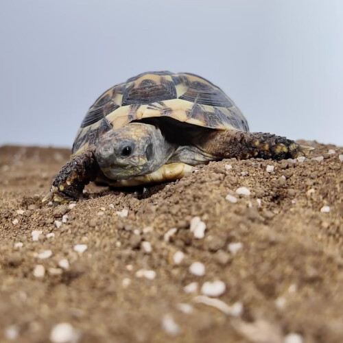 Reptalis Tortoise Bedding | Natural Substrate for Hermanns, Horsfields 1