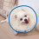 Pet Cone, Cat Cone Dog Cone Adjustable Collar, Cat Recovery Cone Eliza 5
