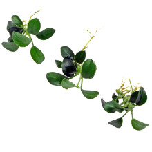 K2AQUA 3 Anubias Nana Petite Live Aquarium Plants Freshwater Tropical