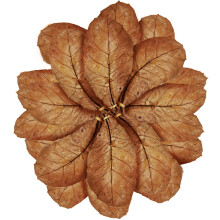 SunGrow 20 Pack Indian Almond Leaves for Betta Fish Tank Water Treatme