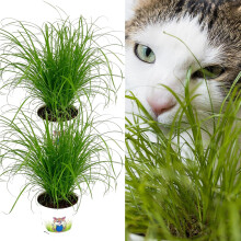 Carbeth Plants 2 x Cat Grass Cyperus ‘Zumula' in 13cm Pots - Safe Non