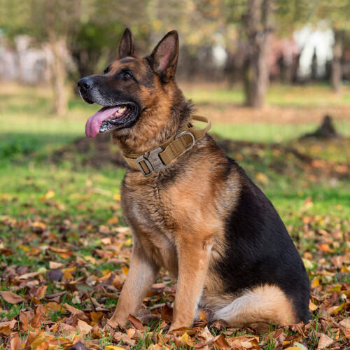 Tactical Dog Collar with Handle - Military Dog Collars Adjustable Trai 2