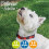 Ancol Ancol Adjustable Nylon Dog Collar Tartan Red Soft Polyester Printed Du 2