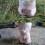Equinat Aromaheel Mud Ointment - Proven natural ointment which quickly 5