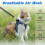 Cat Harness and Lead Set for Walking Escape Proof, Adjustable Kitten V 3