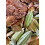 ProRep Leaf Litter Brick 500g | Reptile Substrate | Leaves for Bioacti 6