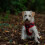 Ancol Ancol Soho Round Dog Collar Tartan Patterned - 100% Recycled Fabric Co 2