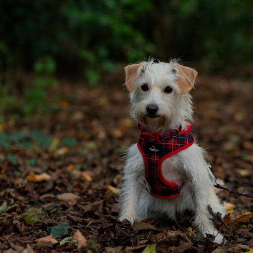 Ancol Ancol Soho Round Dog Collar Tartan Patterned - 100% Recycled Fabric Co 1