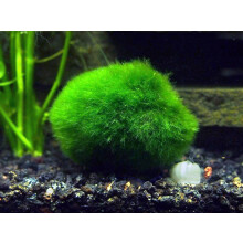 Aquatic Arts 2 Giant Marimo Moss Balls (1.5-2.5 inches, 8-15 Years Old