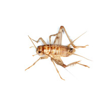 Livefoods4u Standard Silent Brown Crickets Live Food (12-18mm) Tub App