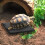 Reptile Basking Slate Platform Aquarium Tortoise Bathing Resting Platf 6