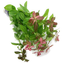 K2AQUA Hygrophila Polysperma Rosanervig Bunch Live Aquarium Plant Fres