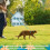 Cat Harness and Leash Set - Escape Proof Adjustable Cat Harness, Comfo 2