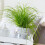 Cyperus Zumula - Cat Grass - Potted Cat Friendly Digestive Support (12 3