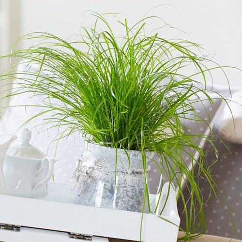 Cyperus Zumula - Cat Grass - Potted Cat Friendly Digestive Support (12 2