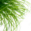 Cyperus Zumula - Cat Grass - Potted Cat Friendly Digestive Support (12 2