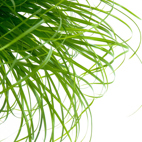 Cyperus Zumula - Cat Grass - Potted Cat Friendly Digestive Support (12 1