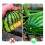20 Pezzi Culla per Melone Supporto per Zucca Supporto per Anguria Supporto per Traliccio Supporti per Piante e Verdure da Giardino 4