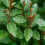 Elaeagnus Crispy 1