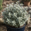 Pittosporum Silver Ball 1